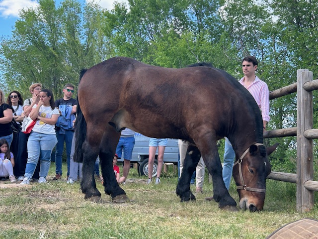 Callabllo cuadra Equigarce
